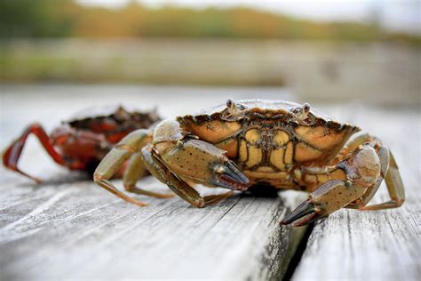 River Crab Photograph by Abigail Parker