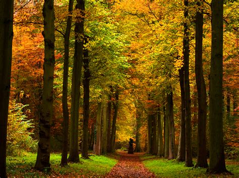 fall pictures | Autumn Path wallpaper . That is a statue at the end of ...