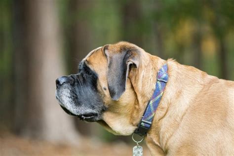 Mastiff Colors | Animals - mom.me