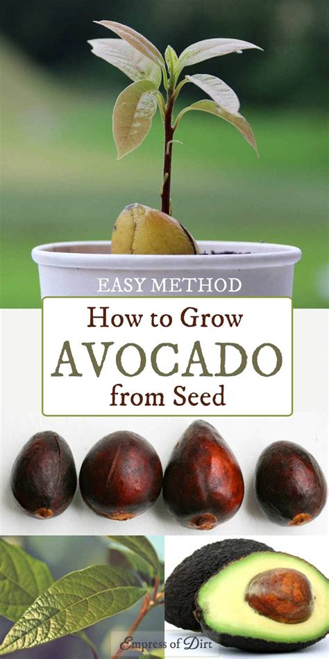 Top 6 how to start an avocado seed 2022