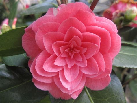 Common Camellia, Japanese Camellia 'Pink Perfection' (Camellia japonica) Yucca Rostrata ...