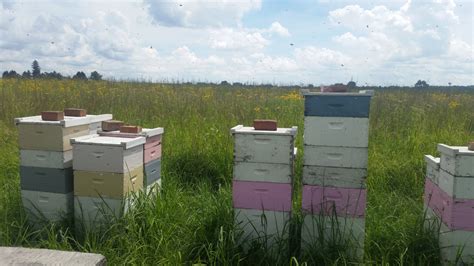 Harvest Begins! Honey Season 2018! | Ebert Honey Store