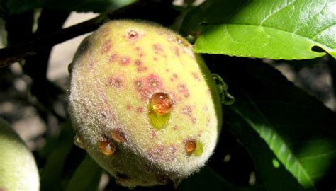 Nectarine Diseases - Twin Fruit