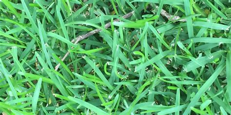 Grass identification | Lawn Care Forum