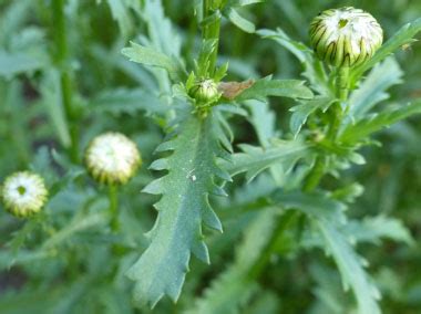 Oxeye Daisy: Pictures, Flowers, Leaves & Identification | Leucanthemum vulgare