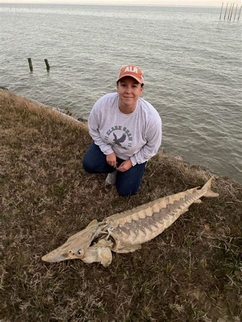 USM Researchers Conduct Examination of Rare Gulf Sturgeon Discovery | The University of Southern ...