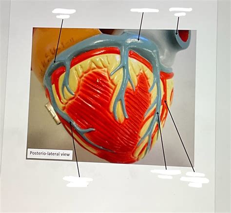 Heart Diagram | Quizlet