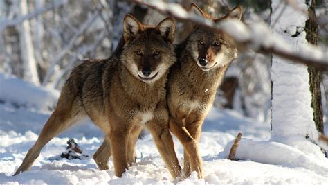 North Carolina’s red wolf is again on the verge of disappearing from the wild | OPINION