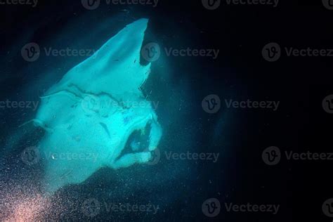 Manta eating krill plankton and krill at night 17231257 Stock Photo at Vecteezy