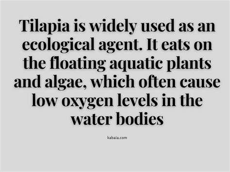 Swai fish vs Tilapia: 4 Interesting Things that May Shock You - Kabaia Foods Inc