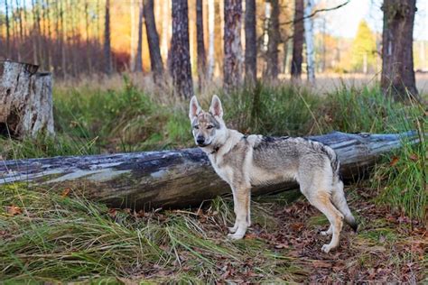 Premium Photo | Dog in the autumn forest