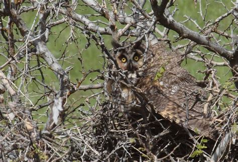 Birding Is Fun!: Long-eared Owl update