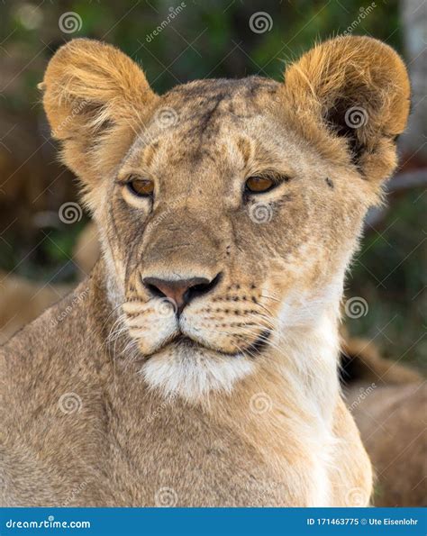 The Face of a Young Lioness in Close-up Stock Image - Image of bush, habitat: 171463775