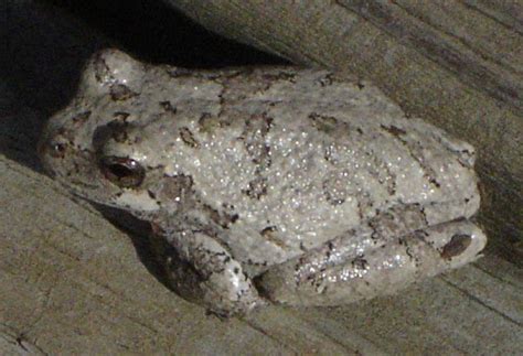 Habitat Home: Gray Treefrog