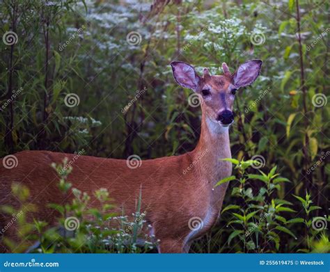 White-tailed Deer in Its Natural Habitat Stock Image - Image of sized ...