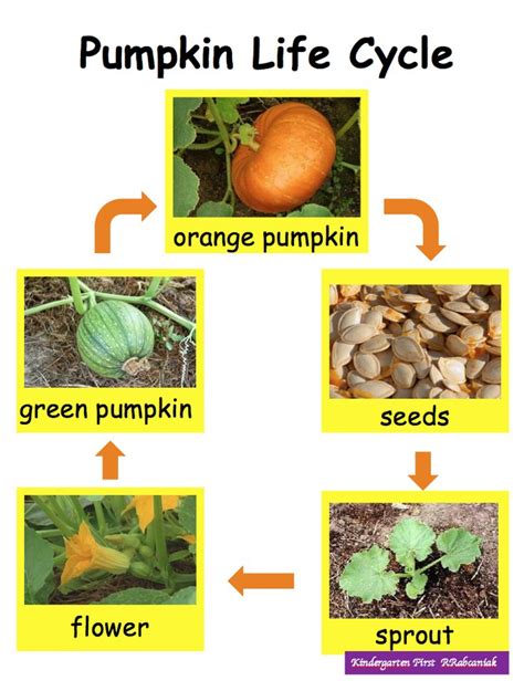 Life Cycle of a Pumpkin | Pumpkin life cycle, Life cycles, Pumpkin