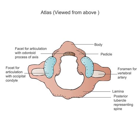 Cervical Vertebrae Atlas