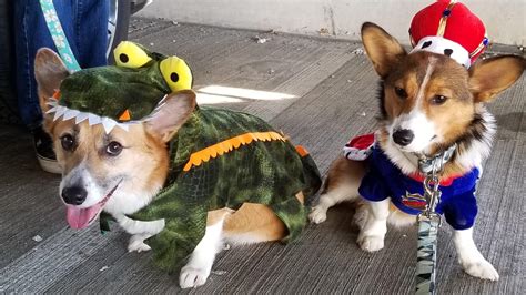 Corgis in Halloween costumes.. : r/aww