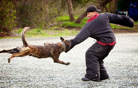 Dog Bites Caused 34 Deaths, 890,000 Injuries Last Year – Amazing Doggies