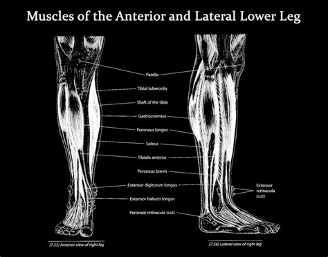 Muscles of the Lower Leg Anterior and Lateral View Art Print