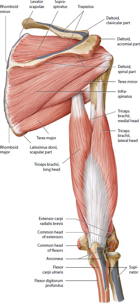 Shoulder And Upper Posterior Arm Muscles