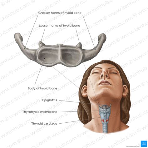 Hyoid Bone: Anatomy And Function Kenhub, 41% OFF