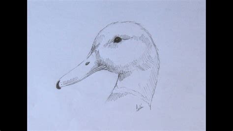 How to draw a basic duck (mallard) - YouTube