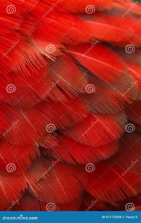 Parrot feathers stock photo. Image of gold, feather, colors - 67173598