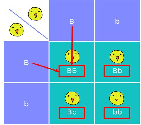 Punnett Squares — Examples & Diagrams - Expii