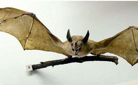 Do Bats eat Meat? Meat-Eating Bats (Answer & Explanation)