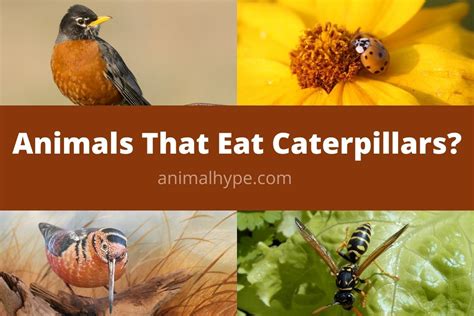 What Eats Caterpillars? (14 Caterpillar Predators) - Animal Hype