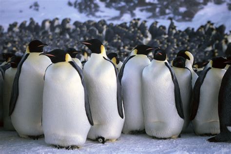 Emperor penguins with small chicks