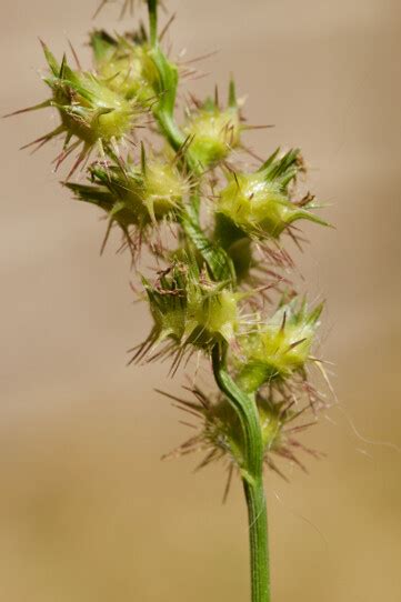 Sandbur Control | How To Kill Grass Bur Stickers | Horizon Pest Control