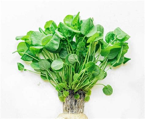 Watercress 101: What Is Cress? (+ Varieties!) | Live Eat Learn