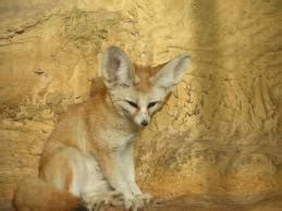 Adaptations - Fennec Fox