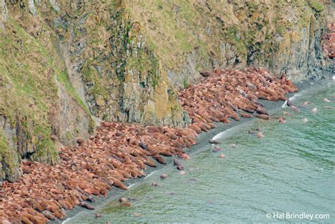 Incredible Walrus Facts that You Need to Know • Travel 4 Wildlife