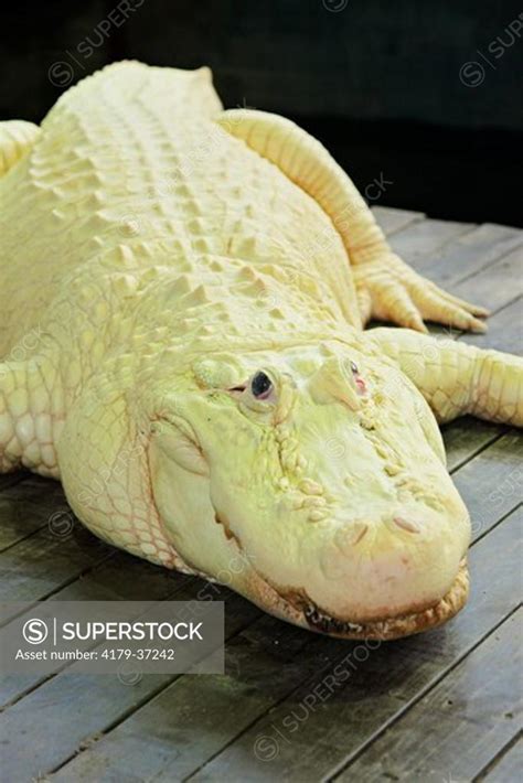 White Alligator (Alligator mississippiensis) Leucistic not albino Leucism is a genetic mutation ...