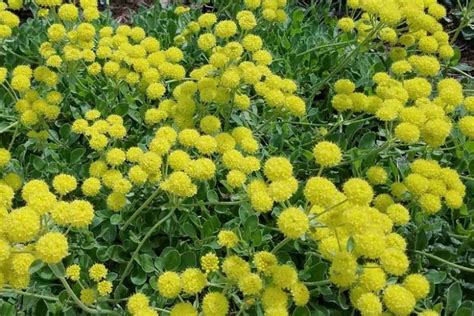 Eriogonum umbellatum (Sulphur Buckwheat)