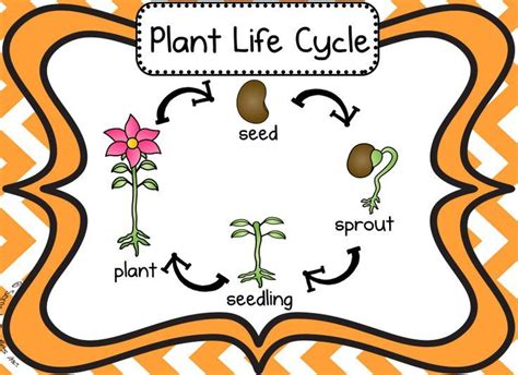 TOUCH esta imagen: Plant Life Cycle by Taylor Wissing | Plant life ...