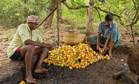 In the Cashew Orchard » Photo Blog by Rajan Parrikar