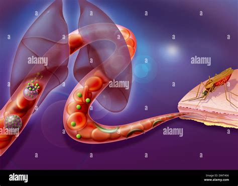 Malaria parasite hi-res stock photography and images - Alamy