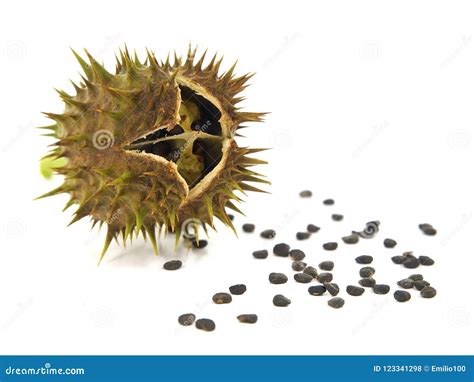 Pod and Seeds of Jimson Weed, Datura Stramonium Stock Photo - Image of snare, toxic: 123341298