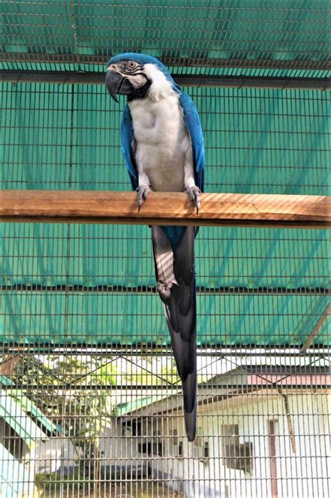 Blue and Gold Macaw - Blue & White - Birds International, Inc. | Parrot ...