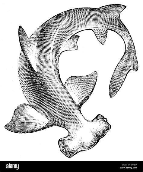 Winghead shark (Eusphyra blochii), illustration from Soviet encyclopedia, 1926 Stock Photo - Alamy