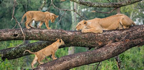 Lions-Ngorongoro-Crater | Kenya Safari Desire