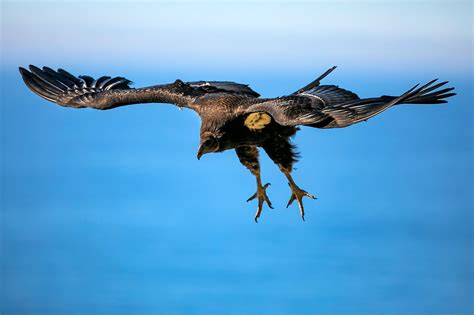 Endangered California condor to return to far Northern California for first time in 100 years