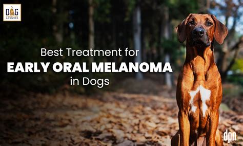 Best Treatment for Early Oral Melanoma in Dogs | Dr. Brooke Britton - Dog Cancer Answers Podcast