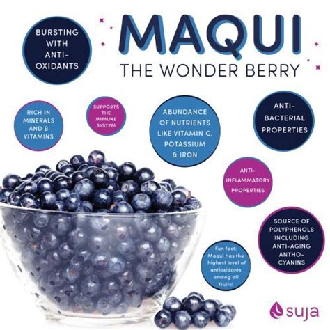 Maqui Powder | Superfood, Nutrition, Benefits of berries