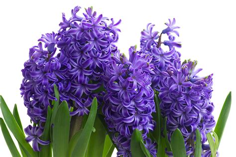 Fonds d'ecran Hyacinthus En gros plan Violet Fleurs télécharger photo