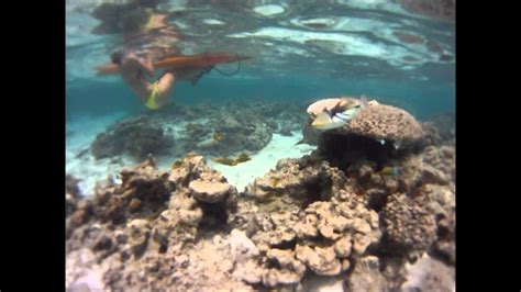 Rarotonga Snorkeling - YouTube